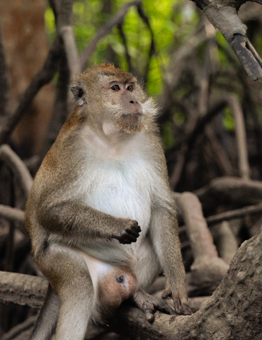 monkey area